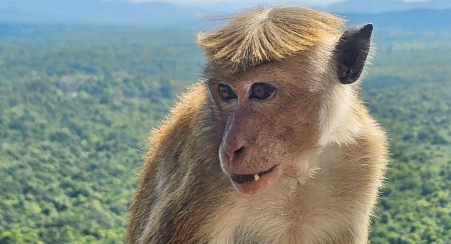 Aapje in Sri Lanka Aapje in Sri Lanka